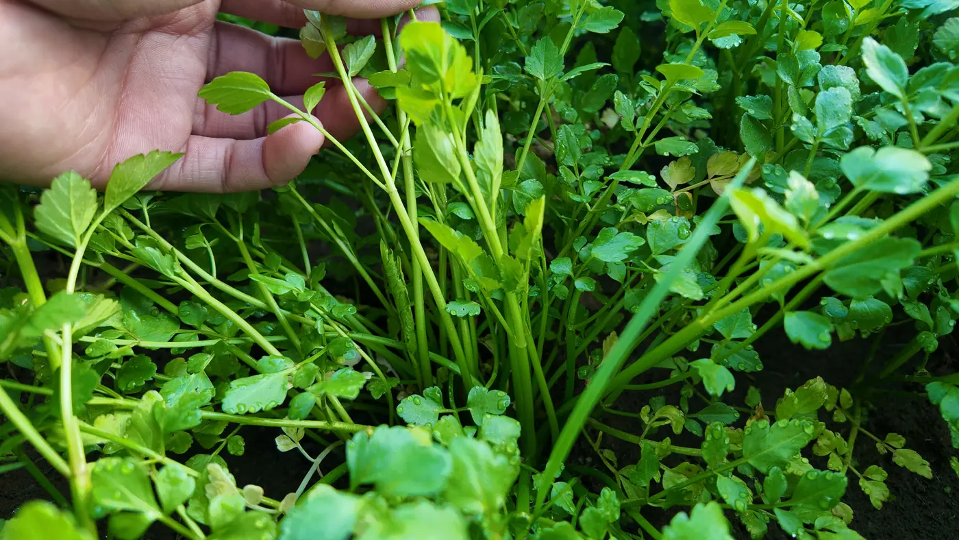 손으로 만져 본 청도미나리 줄기와 잎