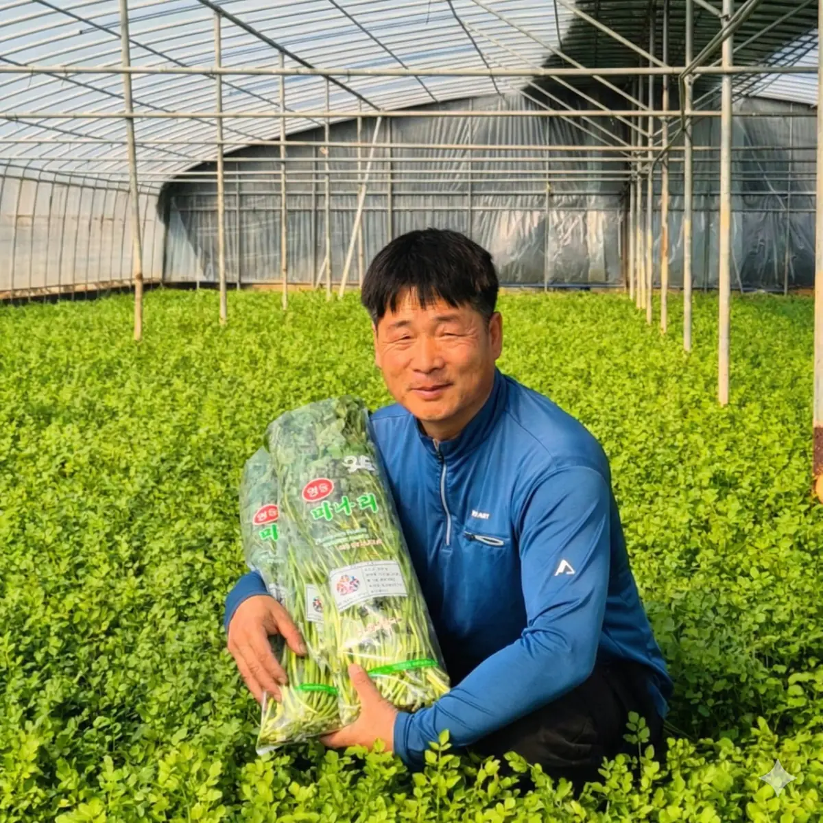 하우스에서 청도미나리 상품을 들고 있는 생산자
