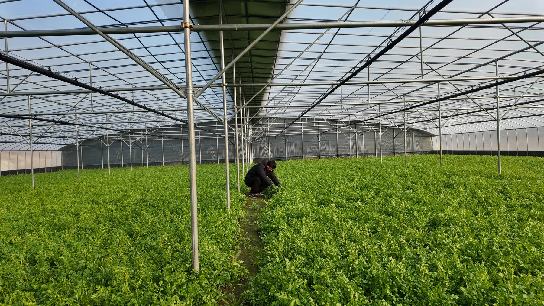 청도 각북면 하우스 안 가득 자란 미나리