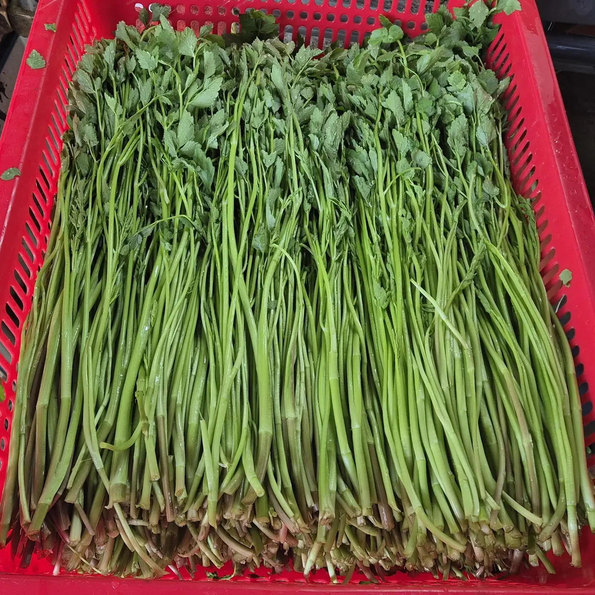 선별된 청도미나리 묶음